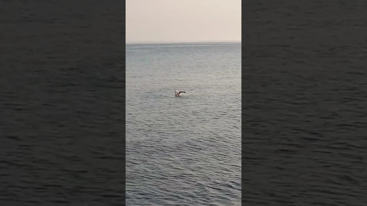 Martı Avını Yakalarken.