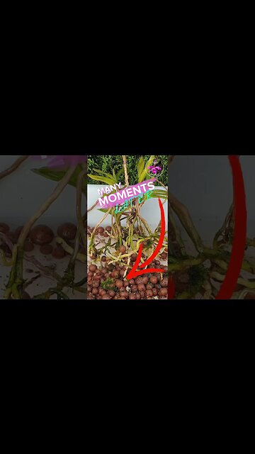 Is it FERN?😱 Or is it an ORCHID? 😜 The SHAME! 🫣 #ninjaorchids #vanda #orchids #shorts