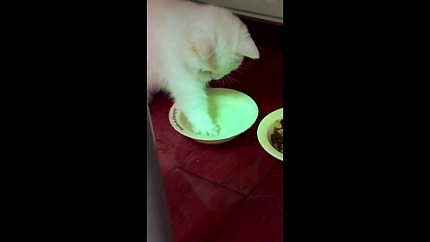 How To Correct Your Cat🤣