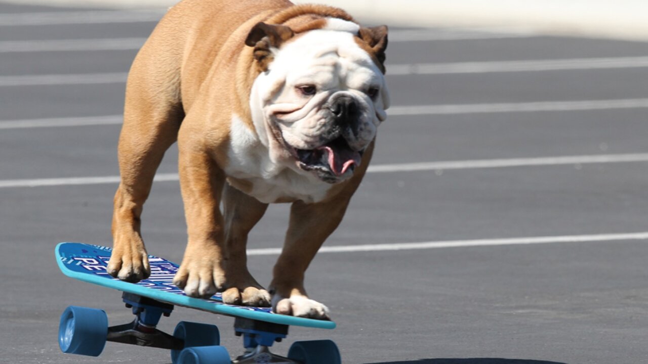 This dog is a professional skateboarder 😬😶