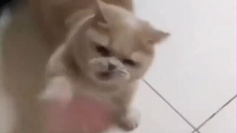 Cute kitten playing!!