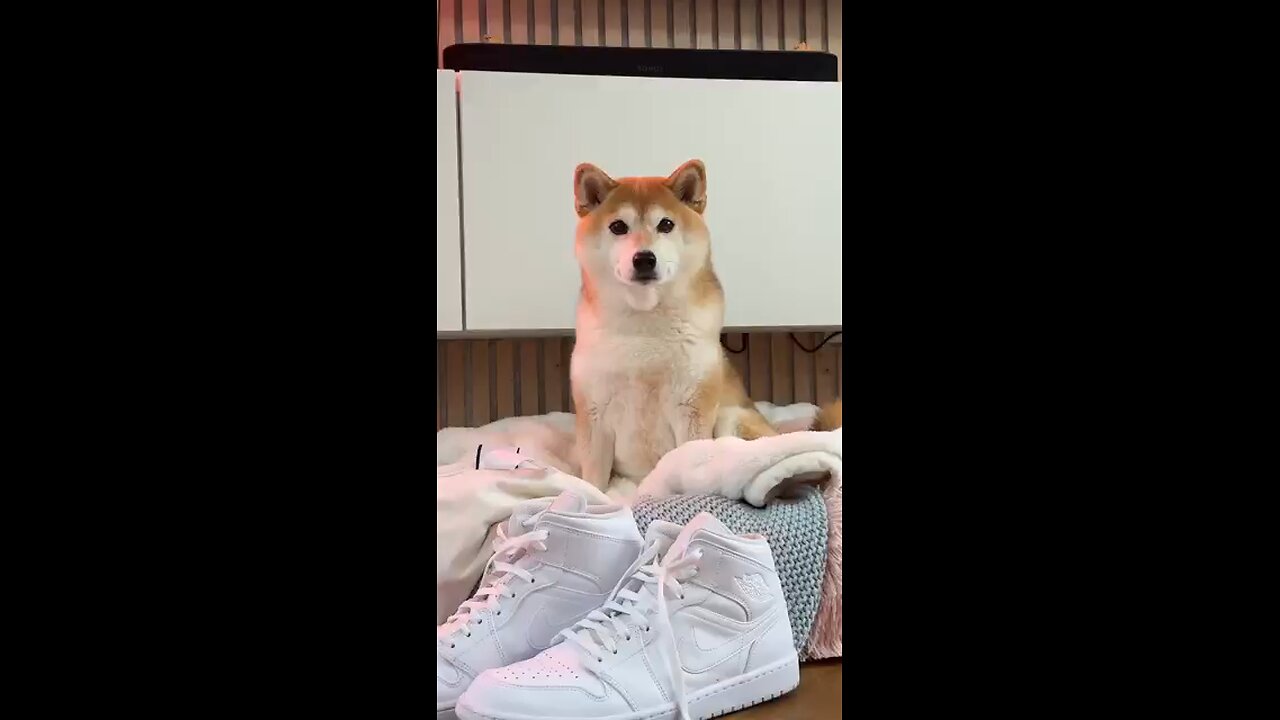 One, Two, Buckle my Shoe (Official Dog Video)