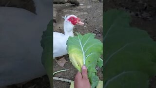 Chickens enjoying some greens #shorts