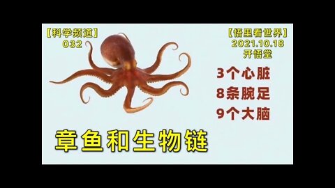 【科032】章鱼和生物链20211018【开悟堂-科学频道】