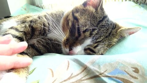 Kitten Likes to Lie in the Sun