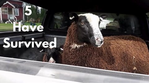 First Time Sheep Owners – How are we doing after 3 months? - Vlog 4