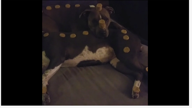 Pit Bulls covered in treats display amazing impulse control