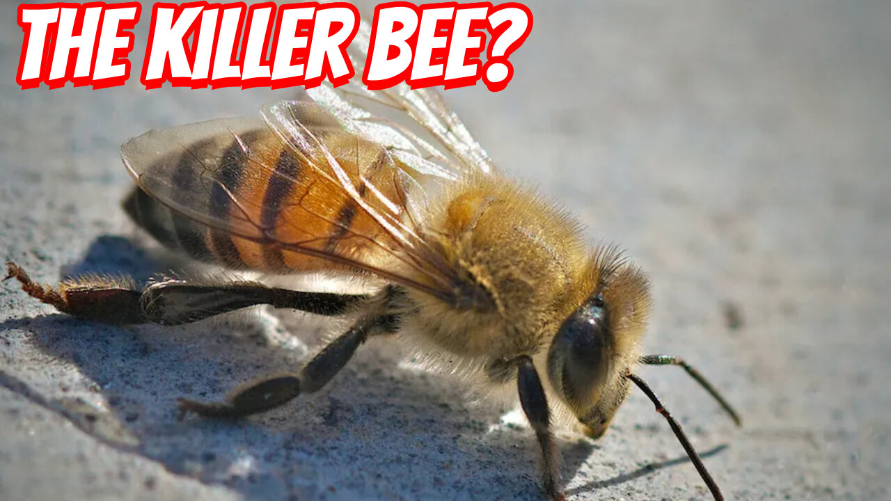 The Destructive Africanized Bee!