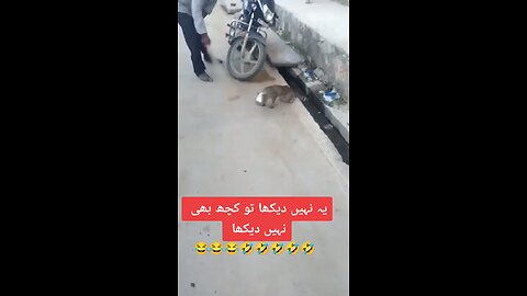 Most funny cat video |faizanmirza| #viral #virals #shorts #short #trending #ytshorts