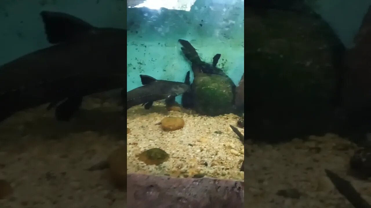 Sea Fish Aquarium 🙂