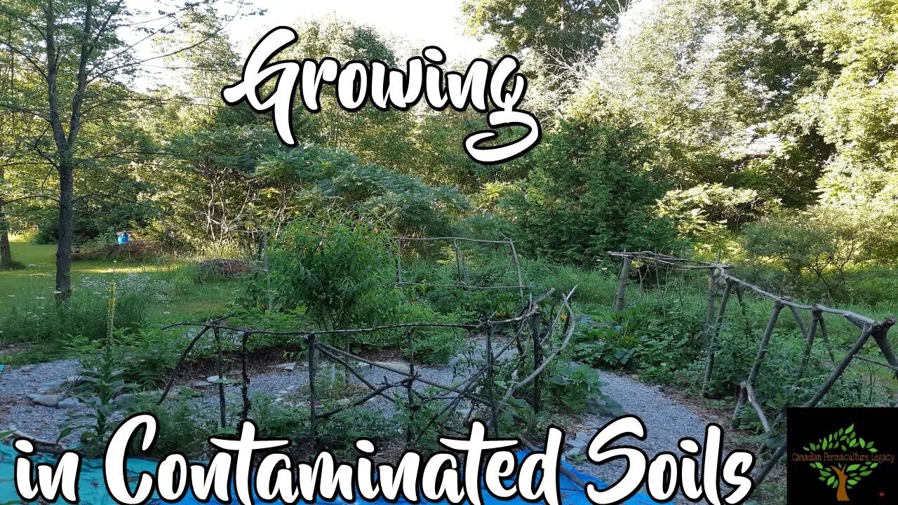 Growing in contaminated soils - discussion and science