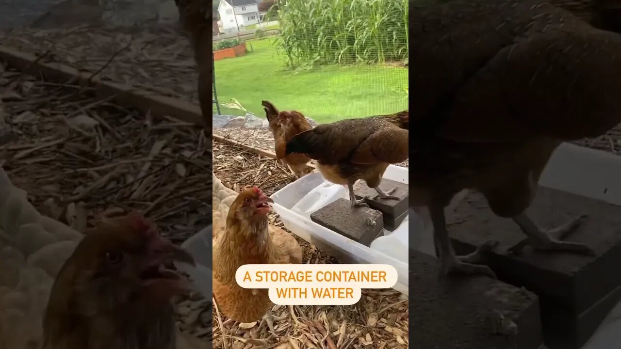 Helping the hens get cool on hot days. #backyardchickens #chicken #homesteading #homestead