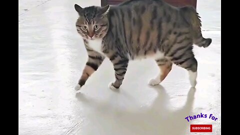 Very funny cat 😂🤣 trending video