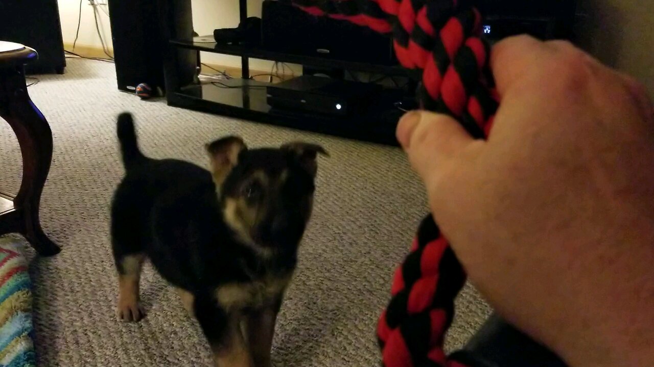 Thor gets a tug