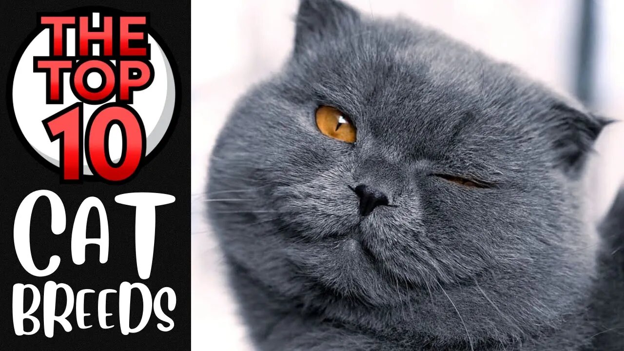 The Top 10 Cat Breeds