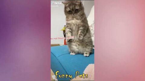 ♥ Cute Baby Animals & Funny Pets, Best Funny Cats and Dogs Compilation 0023-89