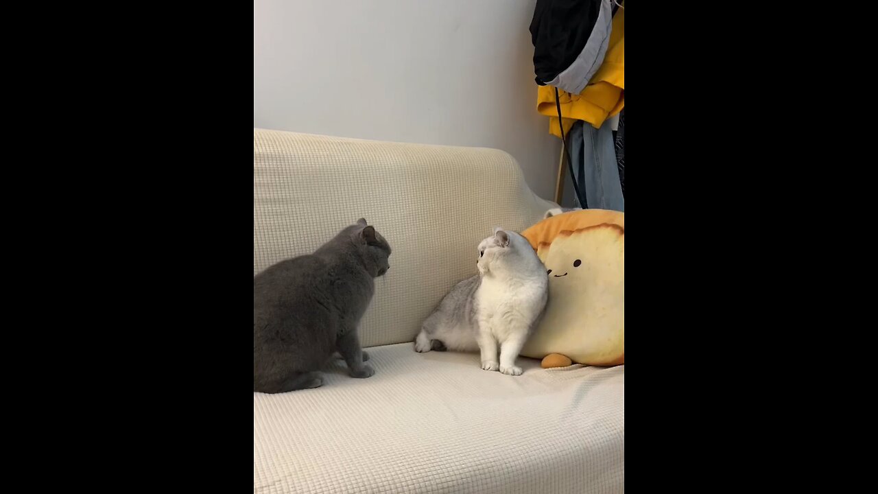 Cute Cat Fighting