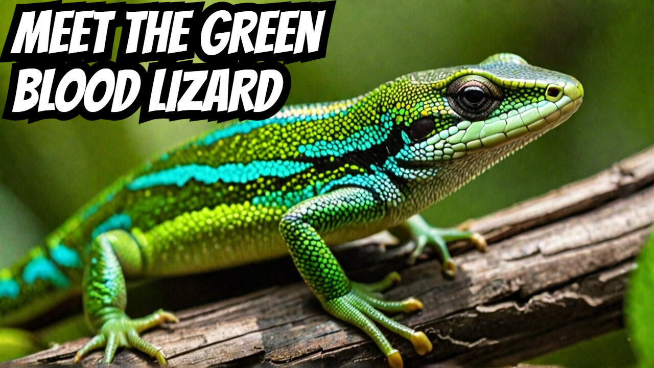 Discover the AMAZING Green-Blooded Skink Prasinohaema virens!