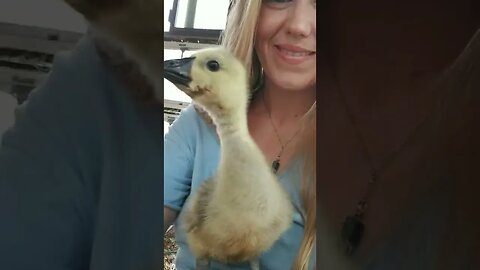 #babygoose #gosling #goose #farmanimals #farmlife #cuteanimals #babyanimals #homesteading