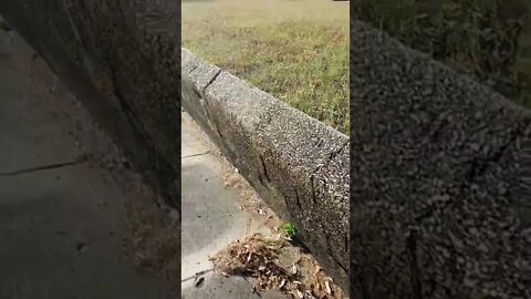 #gangstalking perp walk 10/27/2022 Pt. 3 - 1