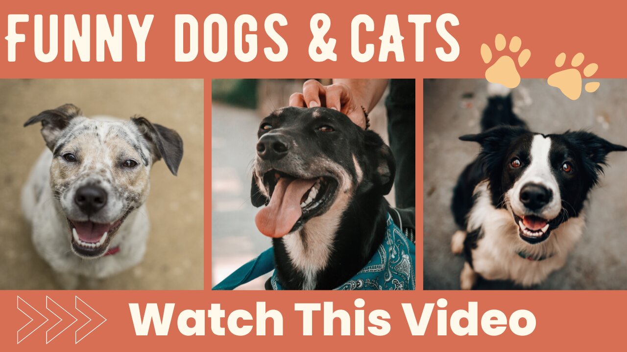 Schwarm von Golden Retriever Welpen,cat and dog funny videos