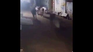 Cattle Massacre