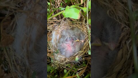 Third update on baby purple finches. These baby birds are growing.