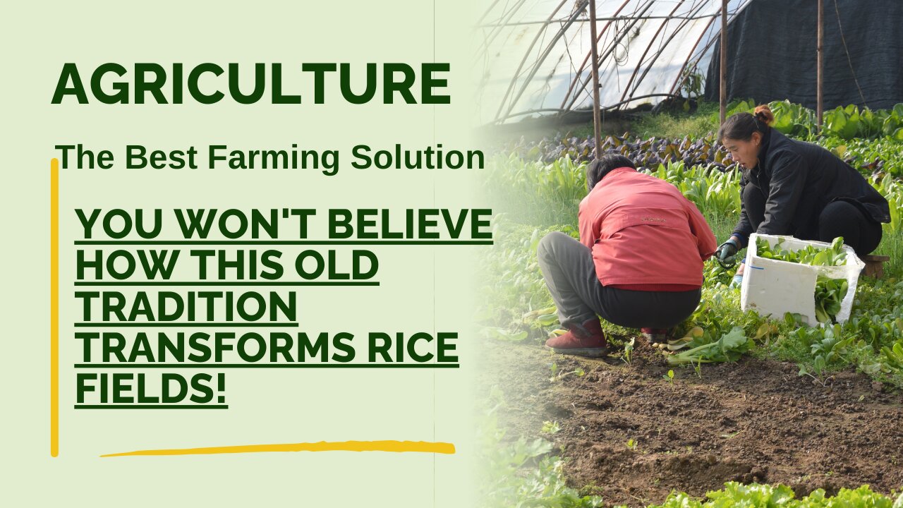 You Won't Believe How This Old Tradition Transforms Rice Fields!