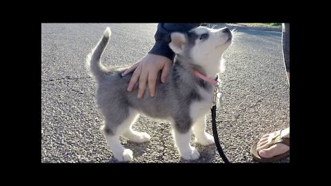 Best of Husky Puppy