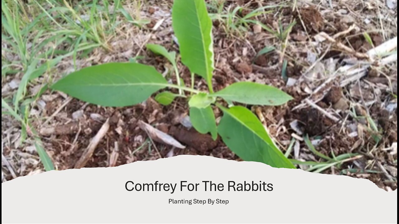 Comfrey For The Rabbits - Planting From Start to Finish.