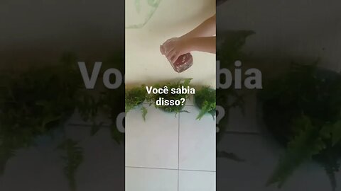 Como deixar a samambaia sempre verdinha#shorts