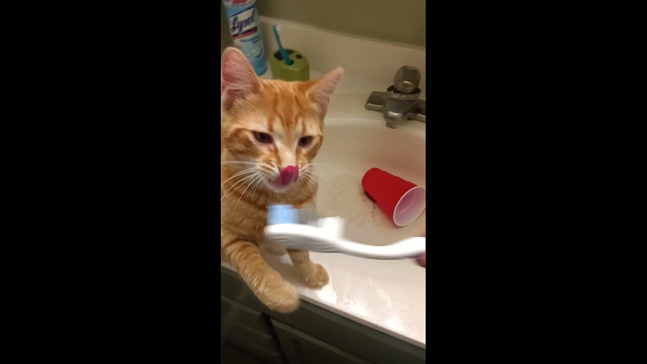 KITTY BRUSHES TEETH!!!!