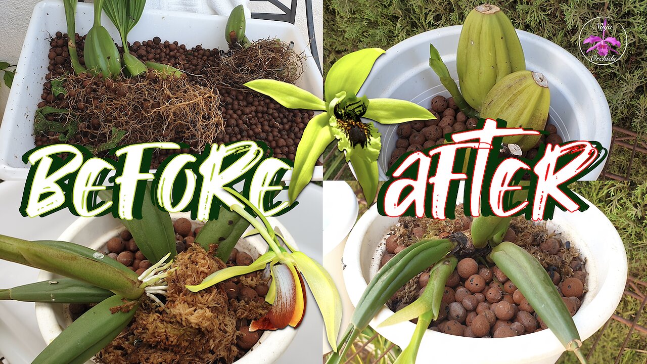 Coelogynes Divisions Repot UPDATE 4-6 Months Later | Repots Linked in Description #ninjaorchids