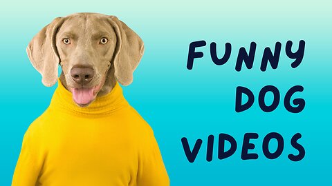 FUNNY DOG VIDEOS, HAVE TO WATCH!!!