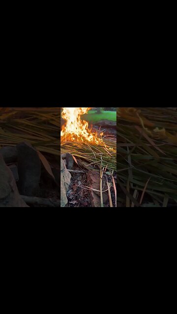 Survival fire bedding #survival #shorts #fire