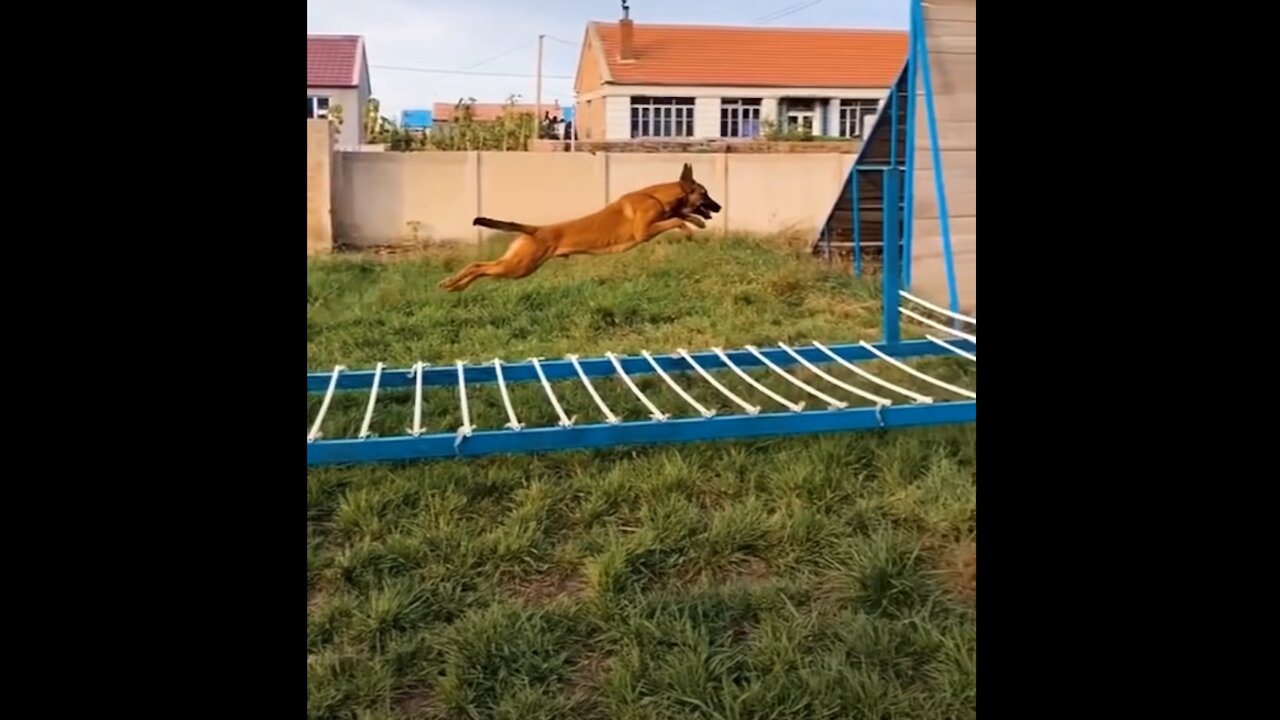 Dogs That Fly - Malinois & Alsatian Dogs Show T