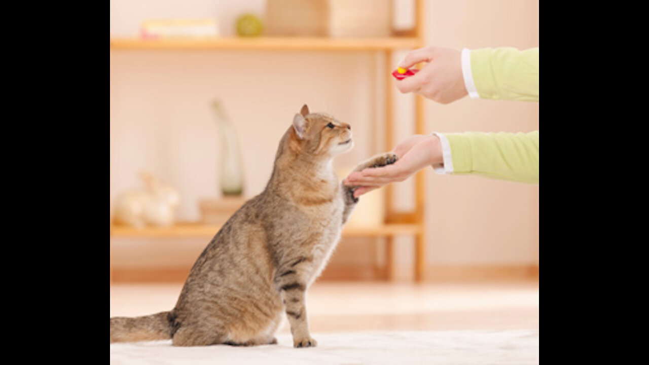 Train your cat to do small tricks