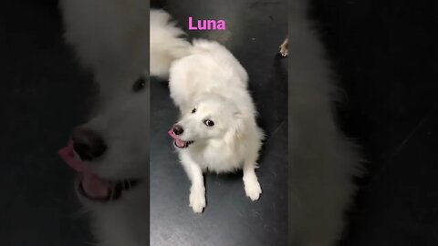 [Shorts 0119] LUNA [#dogs #doggos #doggies #puppies #dogdaycare]