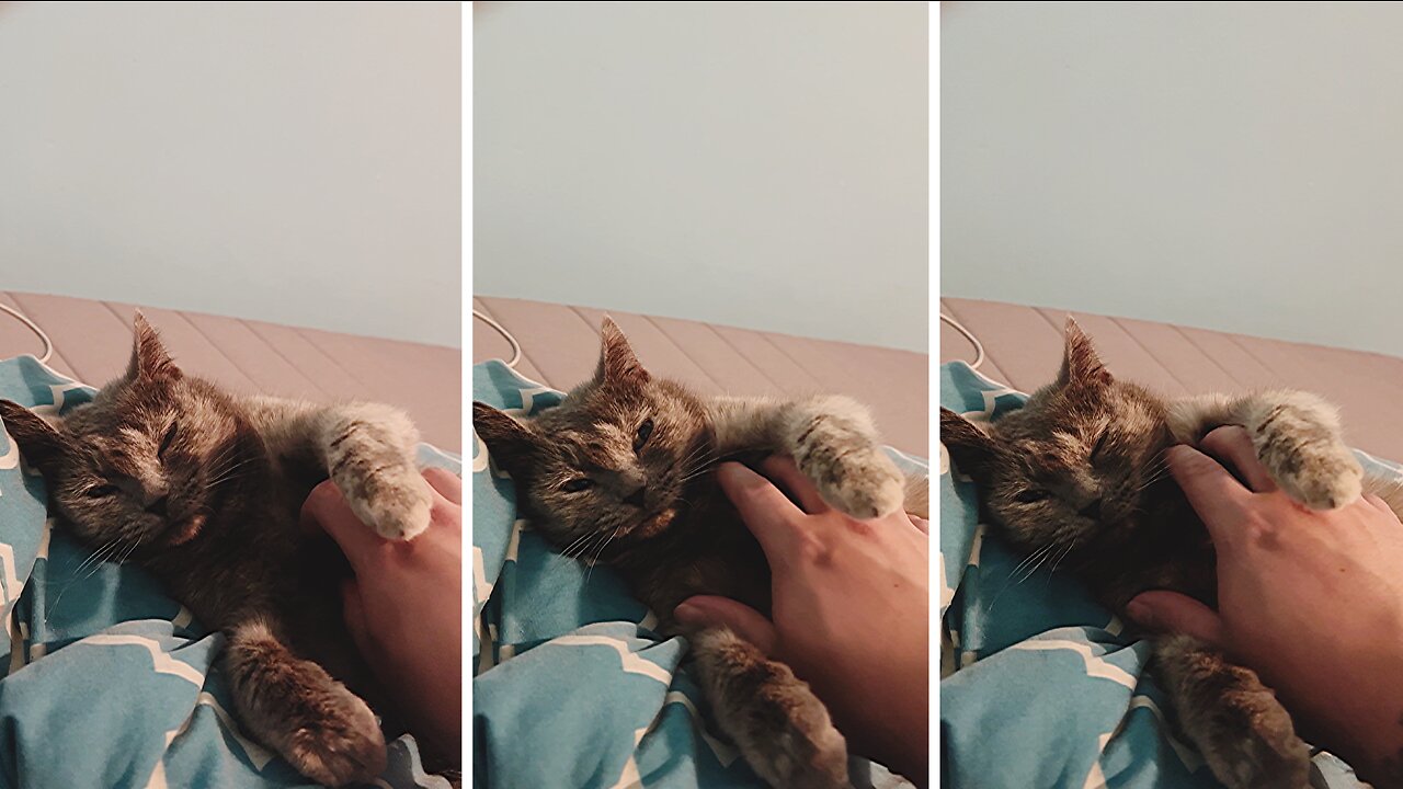 Cute cat purring while getting massage