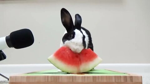 Rabbit eating watermelon ASMR