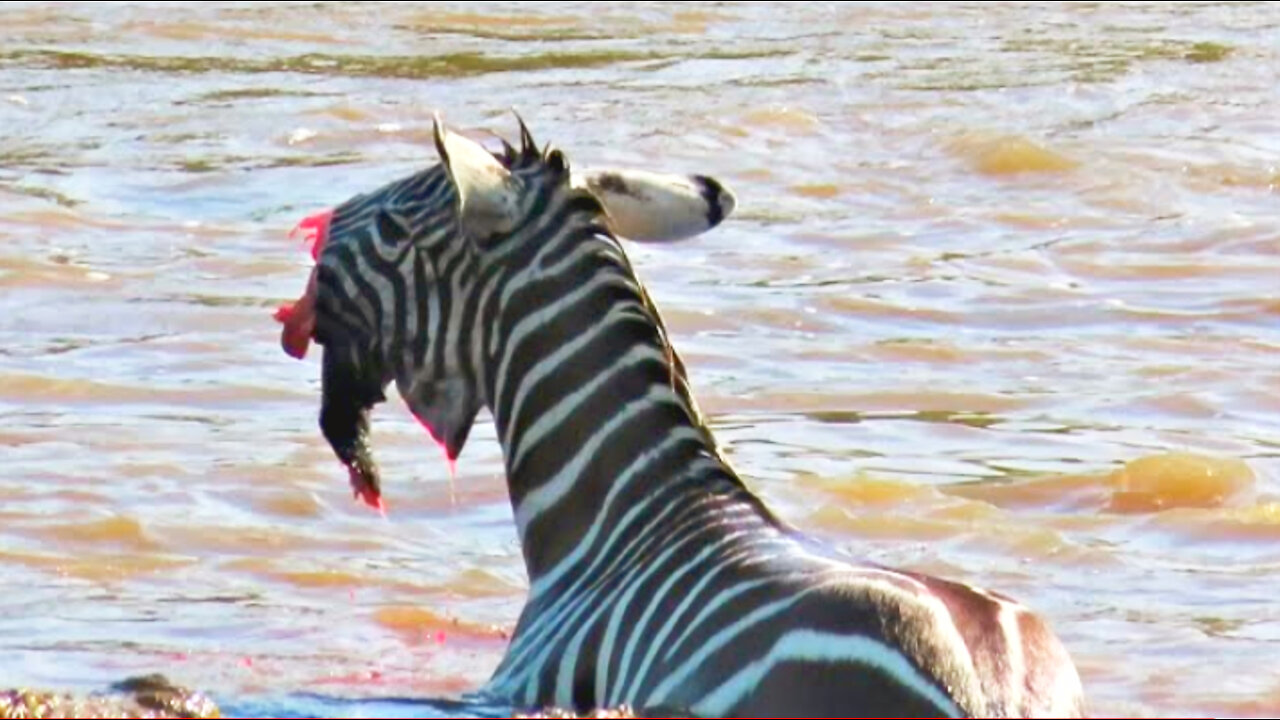 Crocodiles Bite The Face Off Zebra While Crossing Mara River on a Safari in Keny