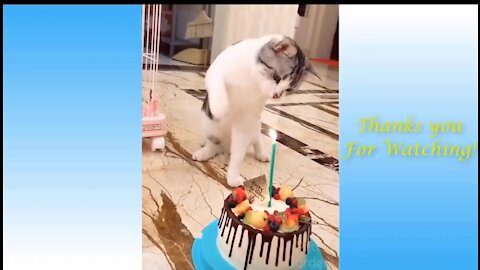Funny animal video part 2 .cat reaction is very funny and beautiful .prank in animal