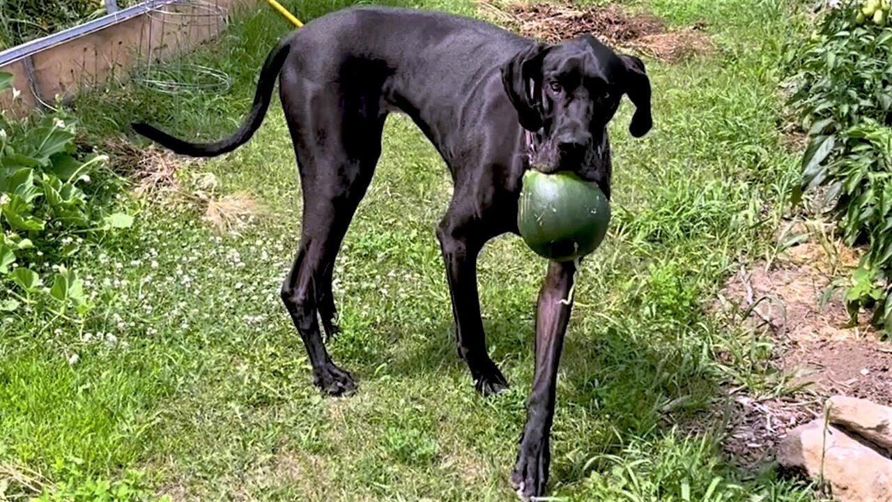 Guilty Great Dane Puppy Caught After Stealing Whole Watermelon