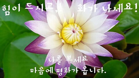 가정의달, 어버이날,힘들고 화가 날깨 나를 보세요. 연꽃이 당신의 마음에 평화를 줍니다. #가정의달 #부처님오신날 #연꽃명상 불교의 나라 태국