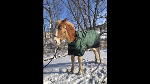 Baby Belgian and His New Blanket