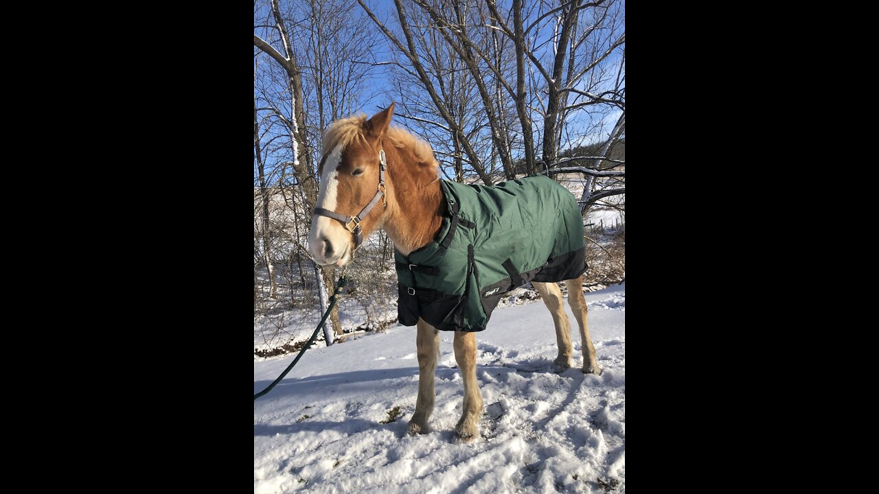 Baby Belgian and His New Blanket