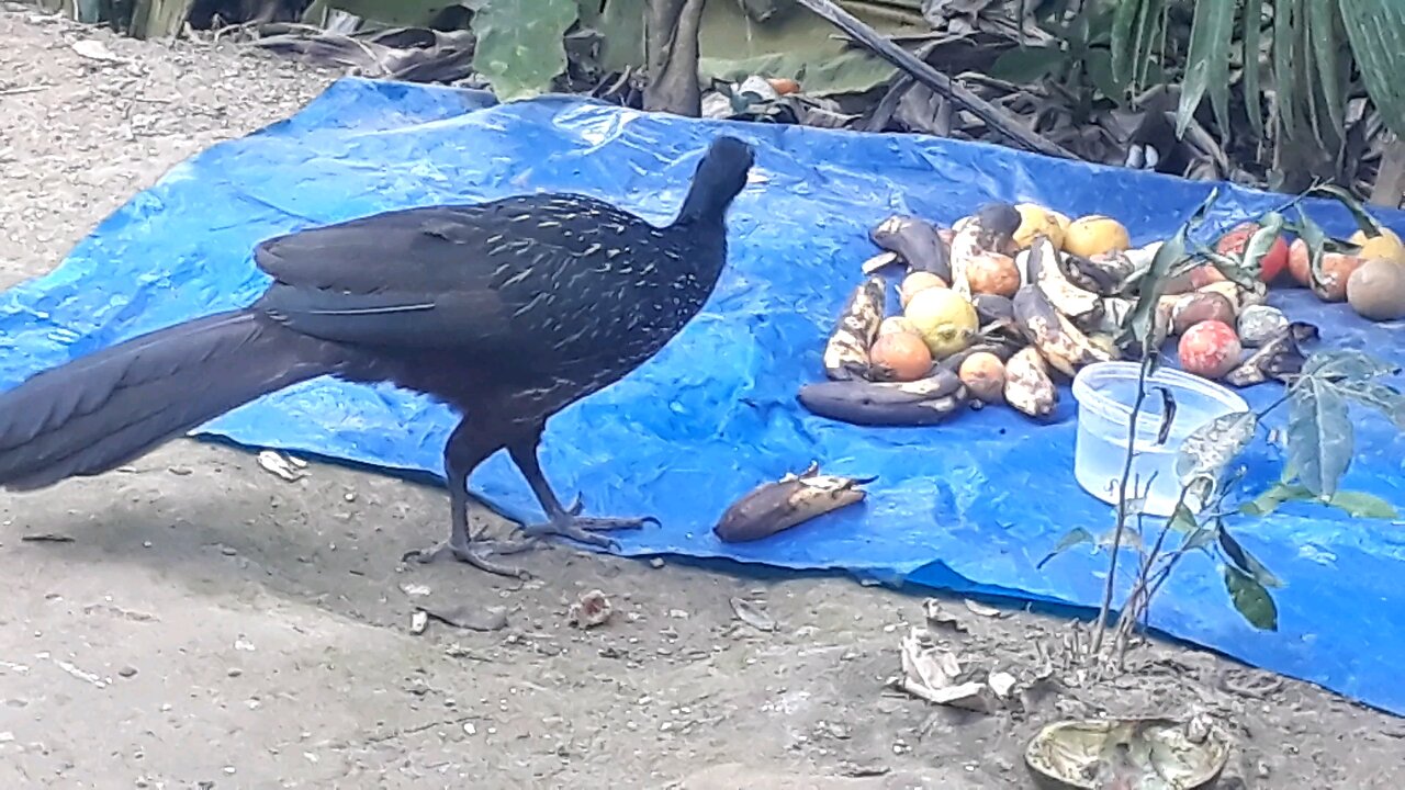 Flagrante Inusitado: Jacu Invade a Mesa de Comidas!