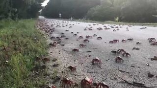 Granchi invadono l'isola di Natale