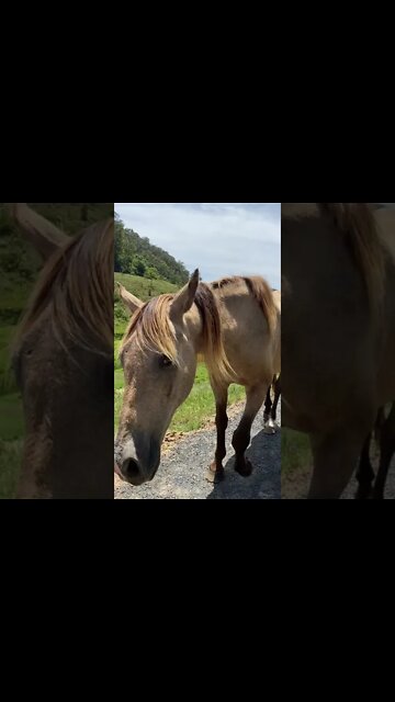 Arthur the Rescue Horse Saying Hello