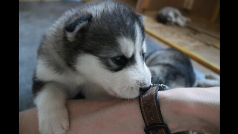 Malamute / Husky puppies [Week 3 part 2] Week of growth!